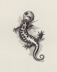 Illustration för The Water-Babies av Charles Kingsley (gravyr) av Edward Linley (after) Sambourne