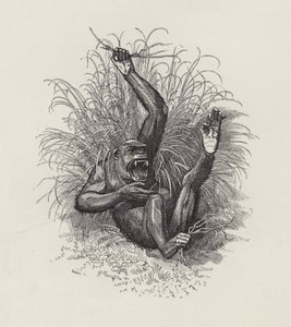 Illustration för The Water-Babies av Charles Kingsley (gravyr) av Edward Linley (after) Sambourne