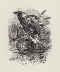 Illustration för The Water-Babies av Charles Kingsley (gravyr) av Edward Linley (after) Sambourne