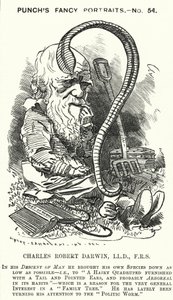 Punch tecknad: Charles Darwin, engelsk naturforskare och biolog (gravyr)