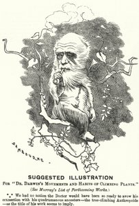 Punch tecknad: Föreslagen illustration för Dr Darwins rörelser och vanor av klätterväxter (gravyr)