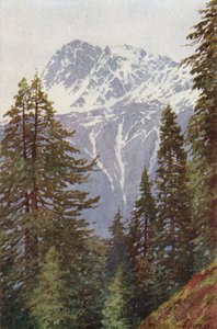 Kotwal från skogen ovanför Kangan, Sind Valley