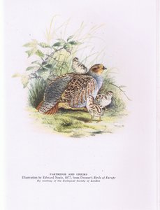 Partridge and chicks, Nature in Britain publicerad av Collins av Edward Neale