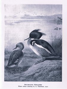 Red Breasted Merganser, Nature in Britain publicerad av Collins, 1946 av Edward Neale
