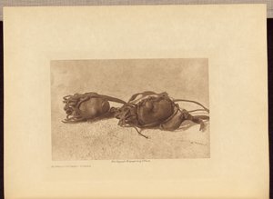 Buffelstenar - Piegan av Edward S. Curtis