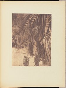 Palmfrukt av Edward S. Curtis