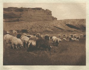 Portfölj I, plansch 33: Navaho-flockar av Edward S. Curtis