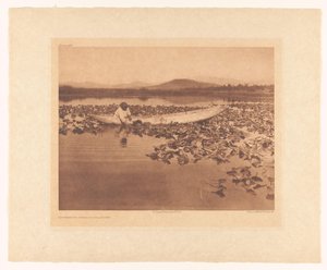 Insamling av wokas - Klamath av Edward Sheriff Curtis