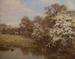 Hagtornsblomning