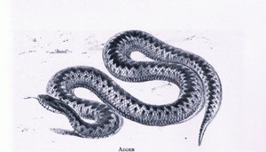 Adder, Nature in Britain publicerad av Collins av Edward William (after) Cooke