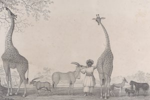 De majestätiska och graciösa girafferna, eller kameleoparderna, med några sällsynta djur från gasellen..., 1838.