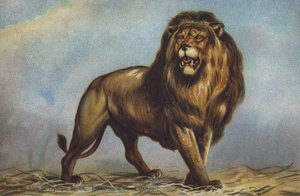Studie för lejon på Trafalgar Square av Landseer, National Gallery, London (färg litho)