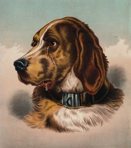 Blodhund () (färglitografi) av Edwin (after) Landseer
