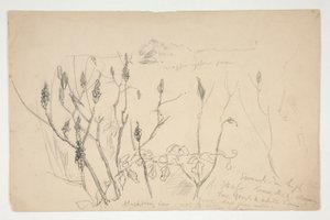 Skiss av ogräs av Edwin Austin Abbey