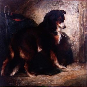 Herdens collie av Edwin Douglas