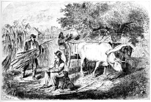 Oxar Hauling Corn, 1800-talet.