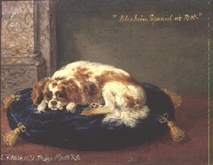 Blenheim Spaniel i vila