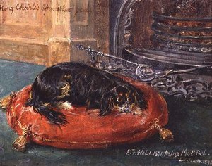 King Charles Spaniel i vila