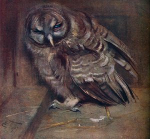 En ung brun uggla, 1907 av Edwin John Alexander