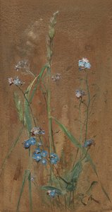 Forget-Me-Not (akvarell på brunt papper)