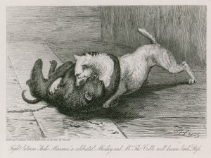 Slåss mellan Jacco Macacco, en hyllad apa, och Thomas Cubbs välkända tik, Puss av Edwin Landseer
