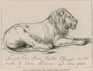 Senegal Lion från Exeter Change av Edwin Landseer