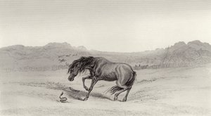 Uppskrämd! av Edwin Landseer