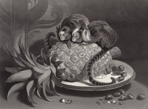 Marmozettes av Edwin Landseer
