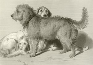 De tre hundarna av Edwin Landseer
