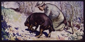 En engelsk tryffeljakthund (litho i färg)