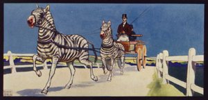 Driving Zebros, Tandem (färg litho) av Edwin Noble
