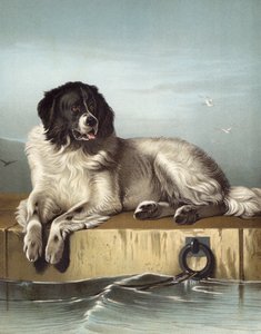 En framstående medlem av Humane Society