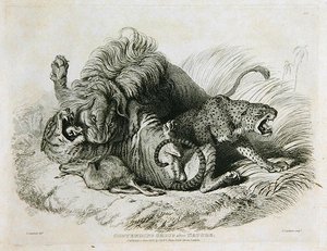 Tävlande grupp efter naturen, plåt 6 från tjugo gravyrer av lejon, tigrar, pantrar och leoparder... graverad av Thomas Landseer (1795-1880) 1823