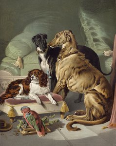 Dash, Hector, Nero och Lory
