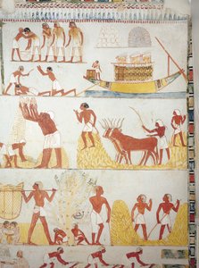 Båt och scener av skörd, insamling, transport och bearbetning av spannmål, fresk, sydflygel, tvärkammare, Theban Tomb TT69, Sheikh Abd el-Qurna, Thebe (Unescos världsarvslista av Egyptian 18th Dynasty