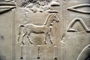 Egyptisk antikvitet: representation av en häst. Låg relief av Vizir Ramoses grav (18:e dynastin). Luxor, Thebe, Adelsdalen Egypten av Egyptian 18th Dynasty