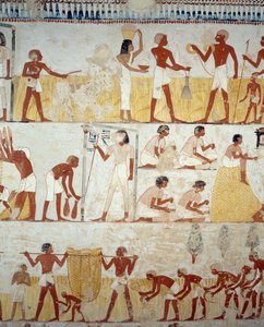 Skörda, tröska och vinna spannmål, detaljer från fresker i vestibulen av Mennas grav, Sheikh Abd el Qurnah Necropolis, Luxor, Thebe (Unescos världsarvslista av Egyptian 18th Dynasty