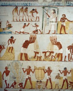Skörda, tröska och vinna spannmål, detaljer från fresker i vestibulen av Mennas grav, Sheikh Abd el Qurnah Necropolis, Luxor, Thebe (Unescos världsarvslista av Egyptian 18th Dynasty