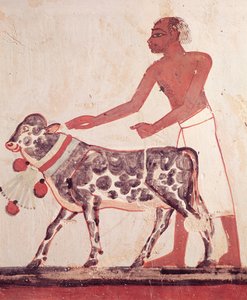 Bonde som leder en ko för att offra, från Mennas grav (väggmålning) av Egyptian 18th Dynasty