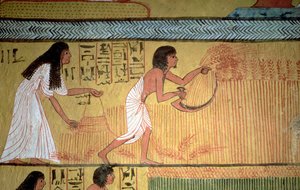 Detalj av en skördescen på östmuren, från Sennedjems grav, The Workers" Village, New Kingdom av Egyptian 19th Dynasty
