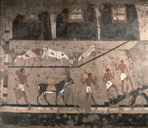 Jordbruksscen, väggmålning borttagen från Mastaba of Ti i Sakkara, Gamla kungariket, c.2494-2345 f.Kr. (målad kalksten)