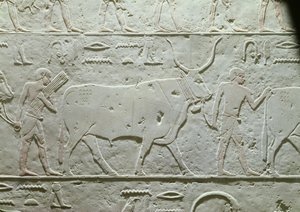 Herde som leder en tjur, detalj från Mastaba av Akhethotep, från Saqqara, Gamla kungariket, ca 2500 f.Kr. (målad kalksten)