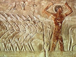 Trupp av åsnor, från Mastaba of Mereruka, Old Kingdom (väggmålning)