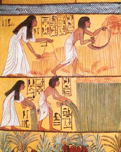 Detalj av en skördeplats på östmuren, från graven i Sennedjem, arbetarbyn av Egyptian Egyptian