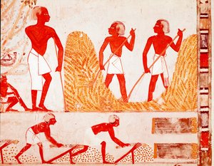 Scen för skörd i det antika Egypten (fresco