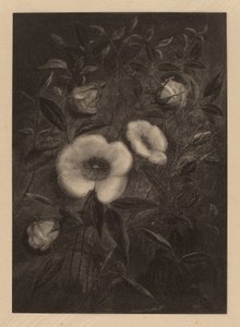 Vilda rosor