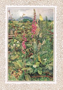 Naues Fairies among Foxgloves, illustration från 