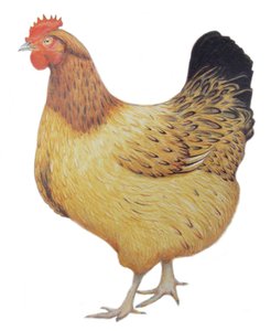 Chicken, 2012 (akvarellfärg och blyerts på papper)