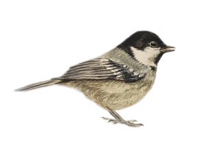 Coal Tit, 2019 (akvarellfärg och blyerts) av Eleanor Grafton
