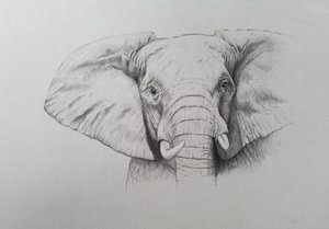 Elephant, 2011 (akvarellfärg och blyerts på papper) av Eleanor Grafton